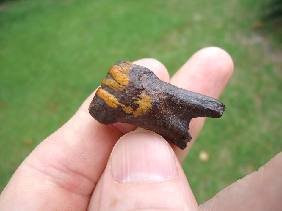 Large image 8 One-of-a-kind Gorgeous Juvenile Mammoth Tooth