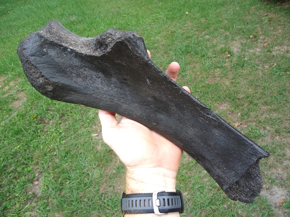 Large image 1 Rare Juvenile Mastodon Ulna