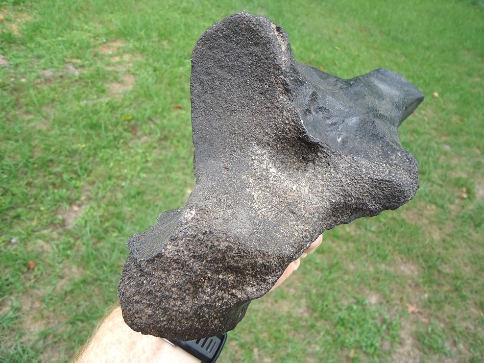 Large image 3 Rare Juvenile Mastodon Ulna
