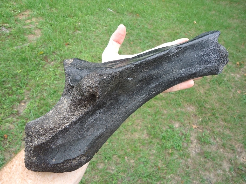 Large image 4 Rare Juvenile Mastodon Ulna