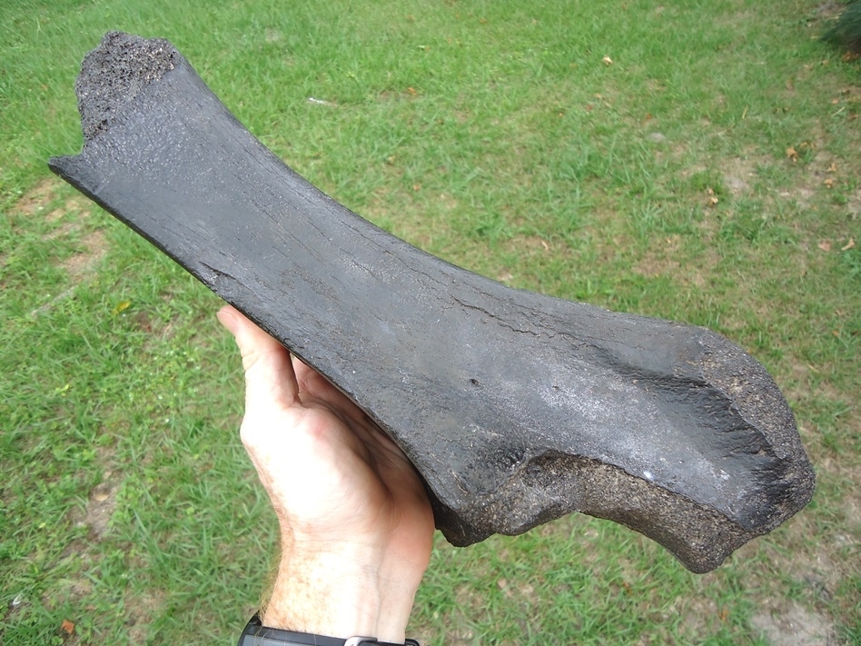 Large image 5 Rare Juvenile Mastodon Ulna