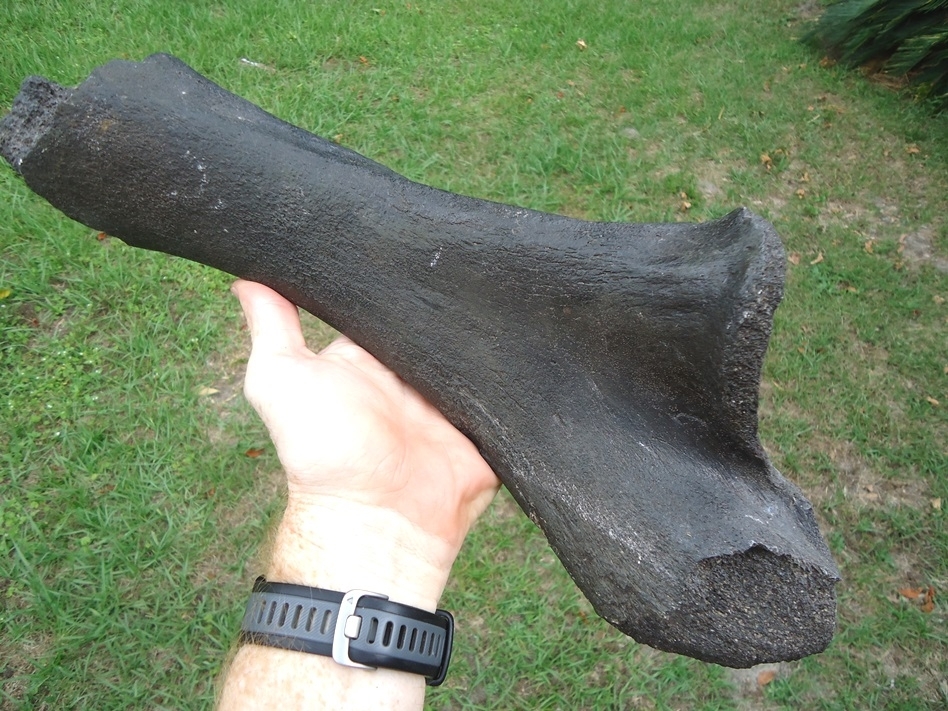 Large image 6 Rare Juvenile Mastodon Ulna