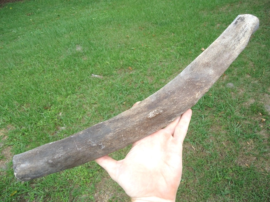 Large image 1 Huge Section of Mastodon Rib