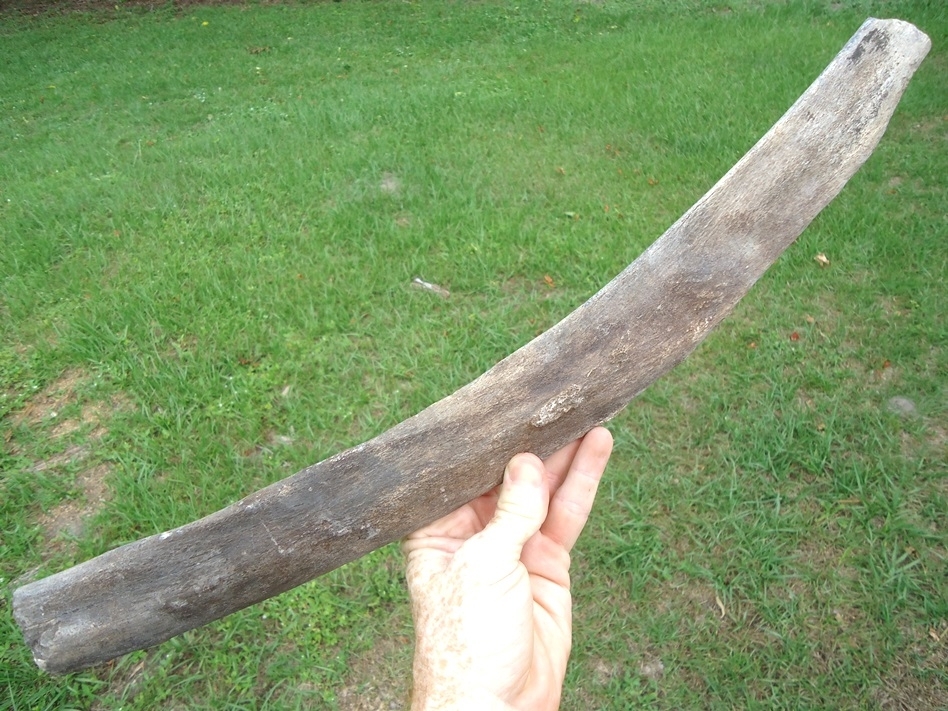 Large image 2 Huge Section of Mastodon Rib