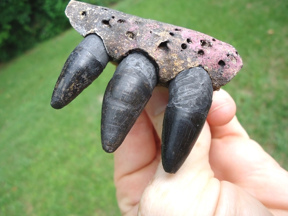 Large image 3 Nice Section of Alligator Maxilla with Three Large Teeth