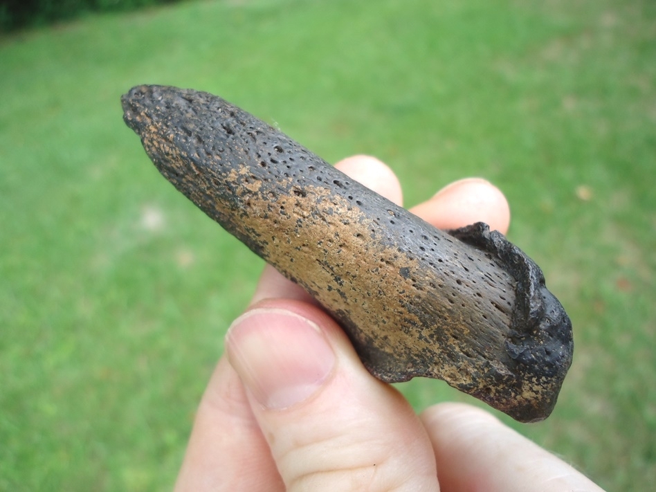Large image 2 Bargain Price Sloth Claw Core