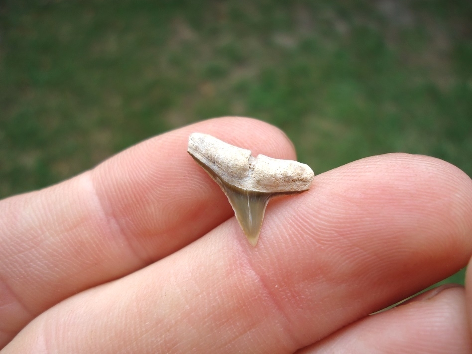 Large image 2 Uncommon Bone Valley Hammerhead Shark Tooth