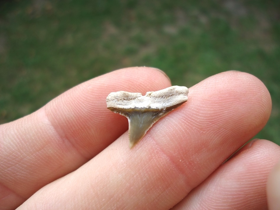 Large image 3 Uncommon Bone Valley Hammerhead Shark Tooth