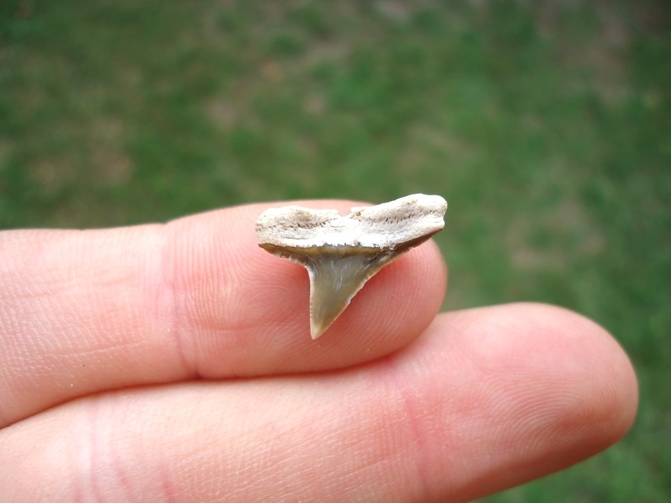 Large image 1 Uncommon Bone Valley Hammerhead Shark Tooth