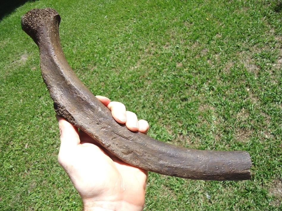 Large image 1 Excellent Mastodon Rib