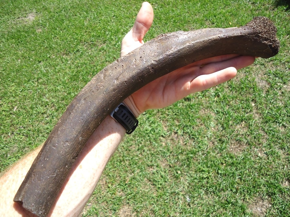 Large image 4 Excellent Mastodon Rib