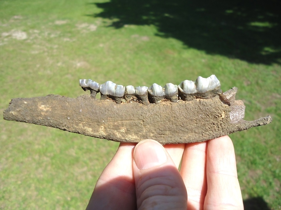 Large image 1 Excellent Deer Mandible with Five Teeth