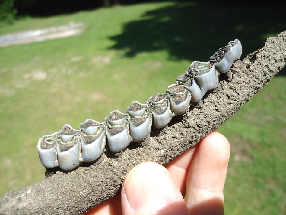Large image 2 Excellent Deer Mandible with Five Teeth