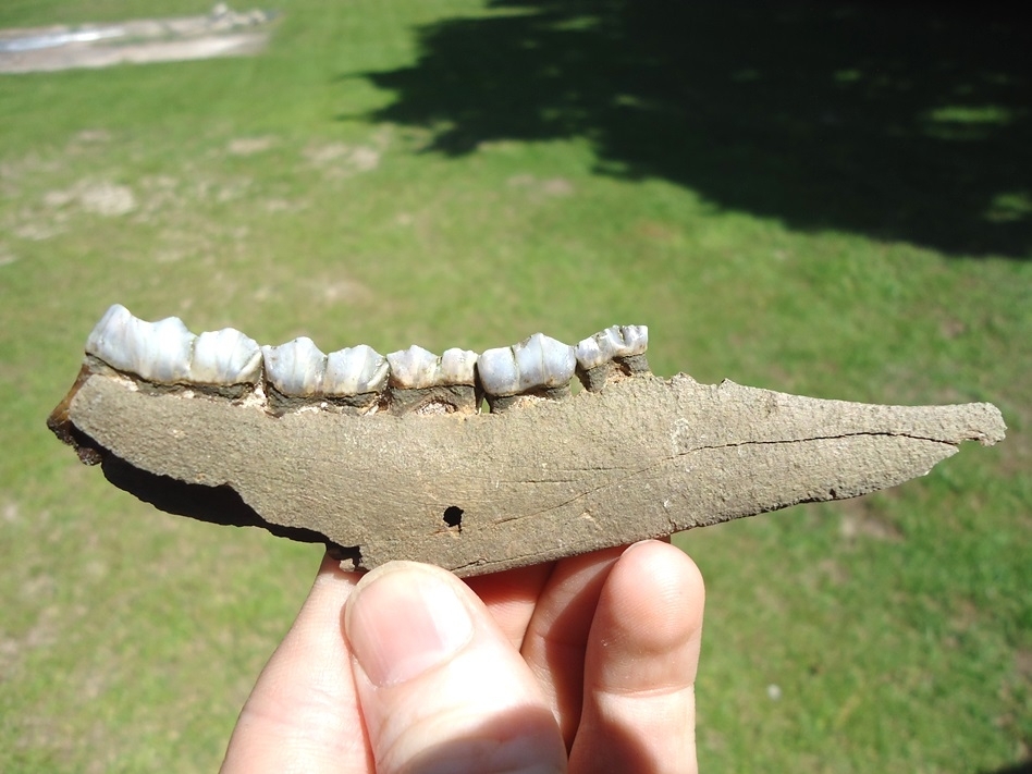 Large image 1 Excellent Deer Mandible with Five Teeth