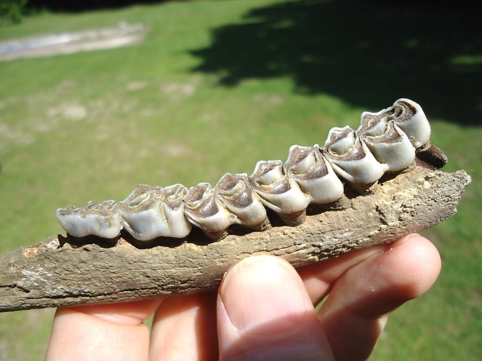 Large image 2 Excellent Deer Mandible with Five Teeth