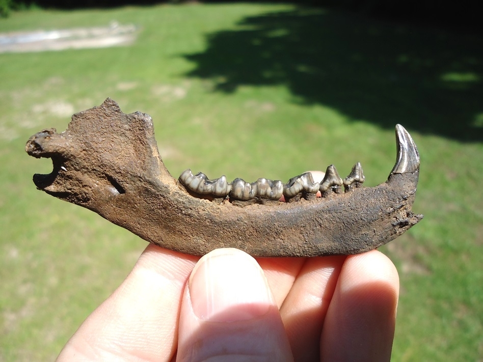 Large image 1 Exceptional Raccoon Mandible with Six Teeth