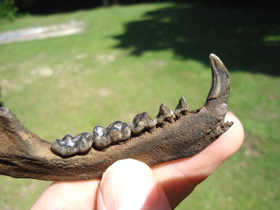 Large image 2 Exceptional Raccoon Mandible with Six Teeth