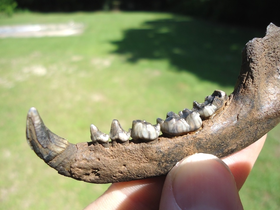 Large image 3 Exceptional Raccoon Mandible with Six Teeth