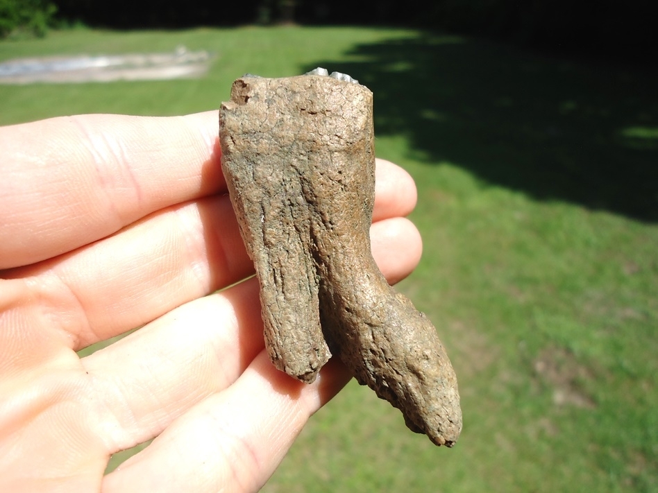 Large image 1 Bizarre Pathological Horse Tooth
