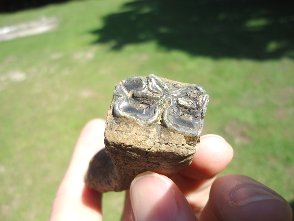 Large image 2 Bizarre Pathological Horse Tooth