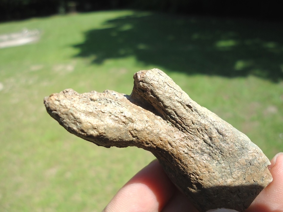 Large image 3 Bizarre Pathological Horse Tooth