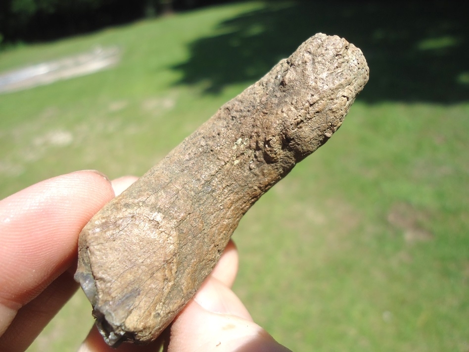Large image 4 Bizarre Pathological Horse Tooth