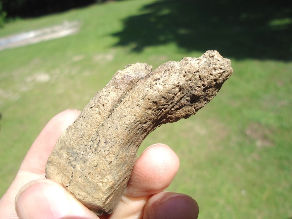 Large image 5 Bizarre Pathological Horse Tooth