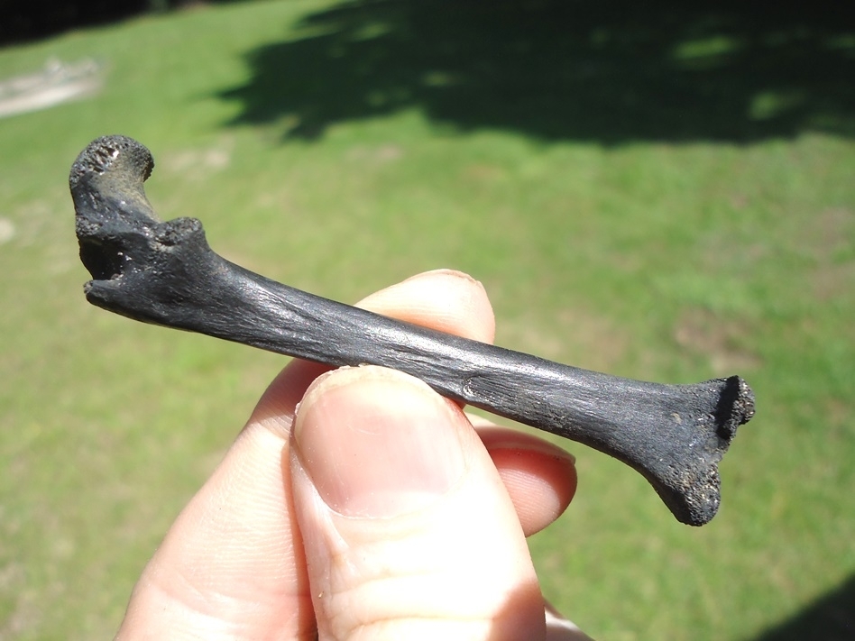 Large image 1 Nice Opossum Femur