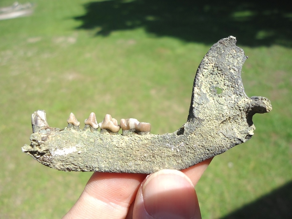 Large image 1 Nice Raccoon Mandible with Five Teeth