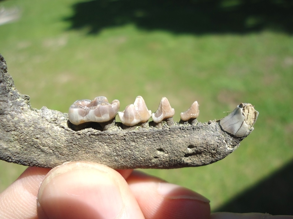 Large image 2 Nice Raccoon Mandible with Five Teeth