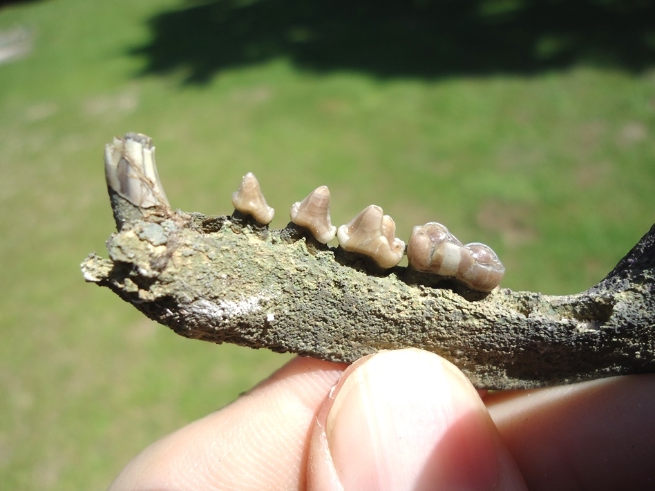 Large image 3 Nice Raccoon Mandible with Five Teeth