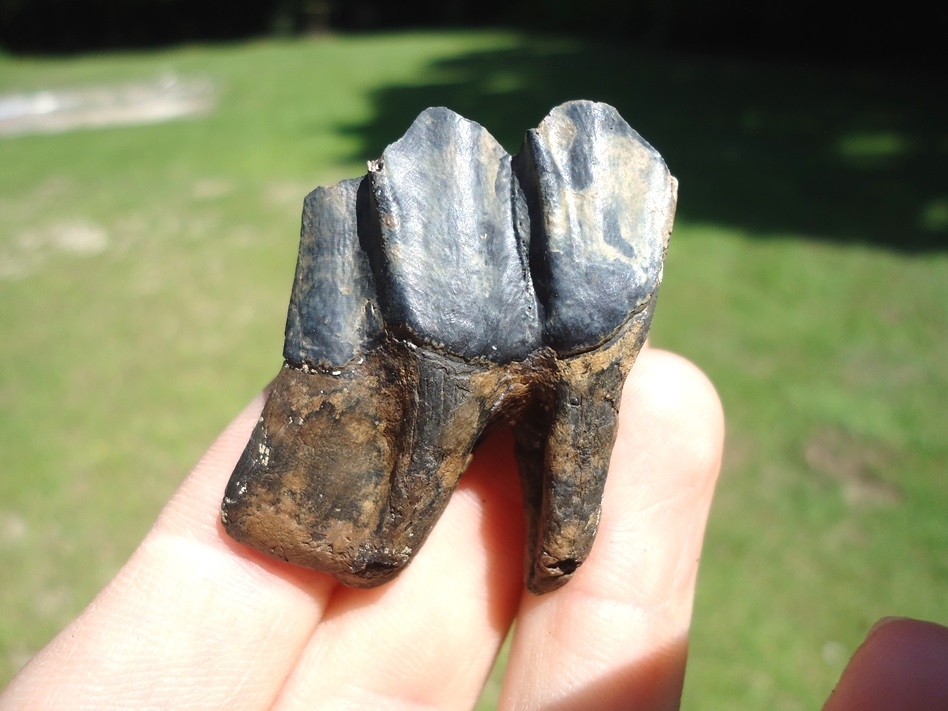 Large image 1 Top Quality Rooted Llama Molar
