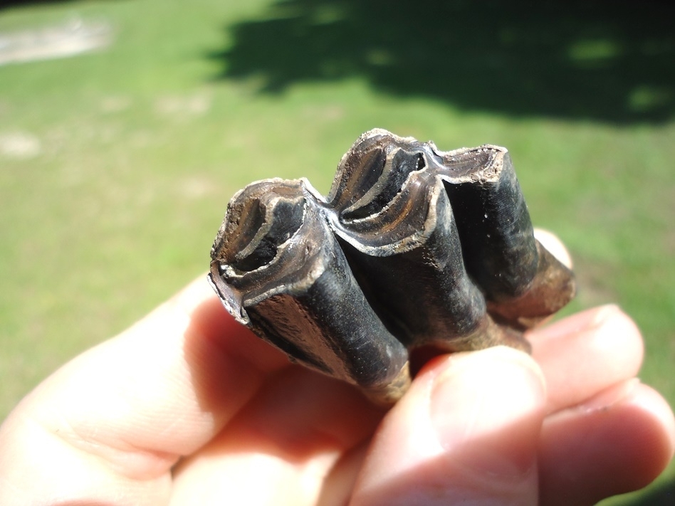 Large image 2 Top Quality Rooted Llama Molar