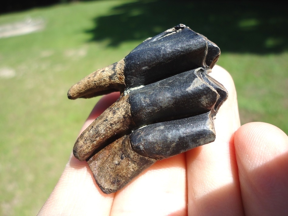 Large image 3 Top Quality Rooted Llama Molar