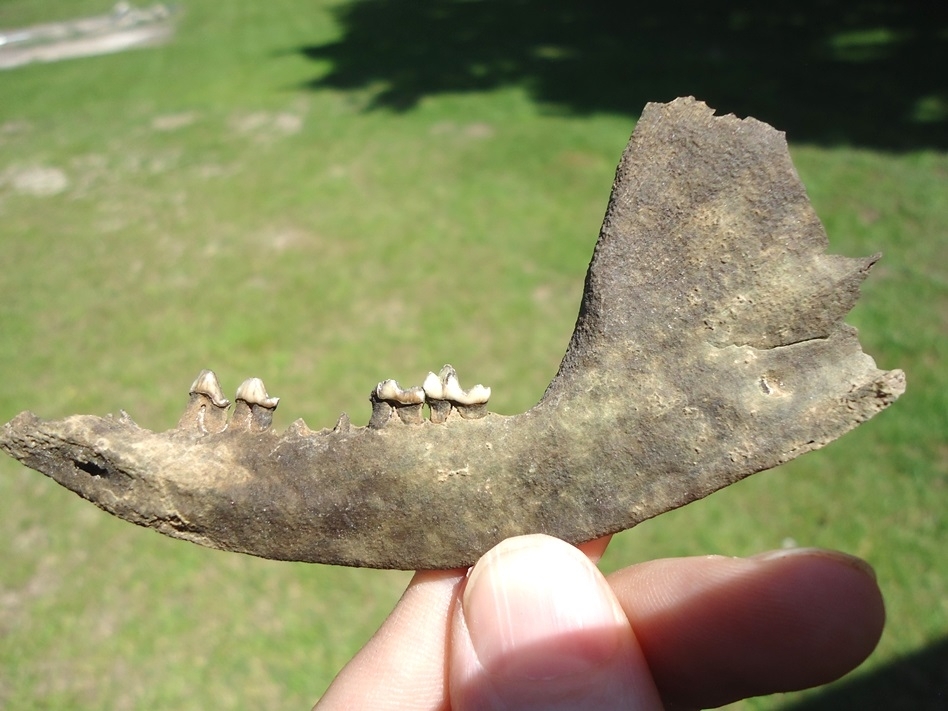Large image 1 Very Nice Opossum Mandible with Four Teeth