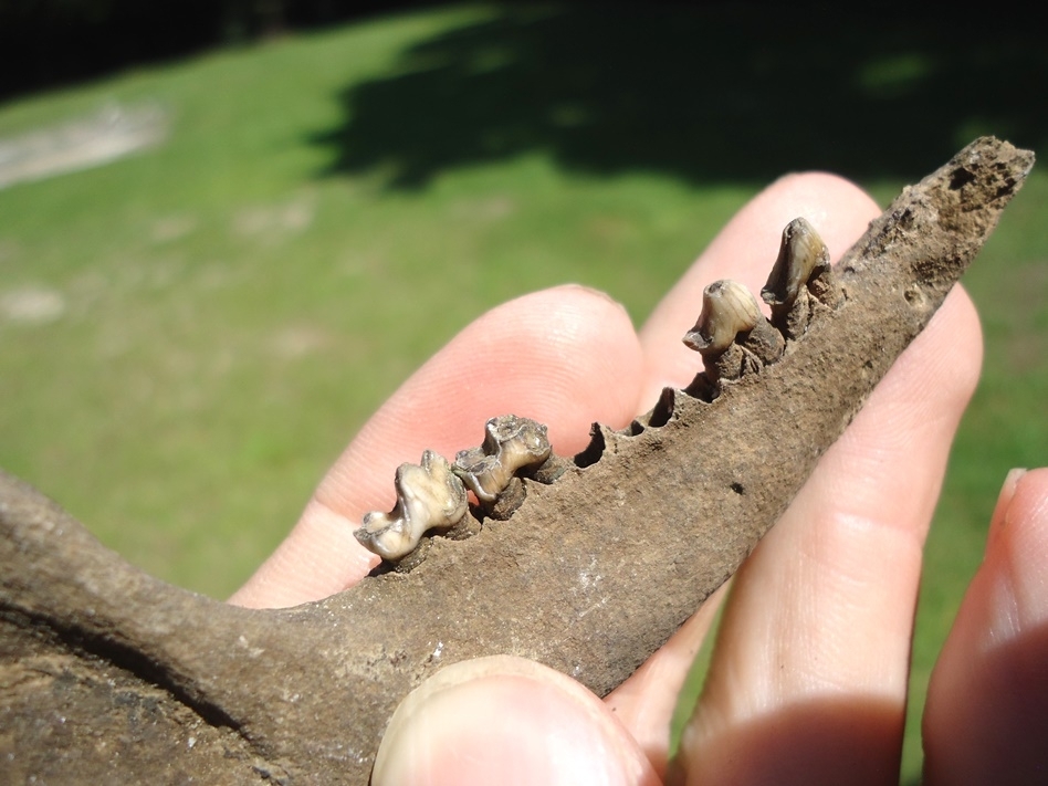 Large image 2 Very Nice Opossum Mandible with Four Teeth