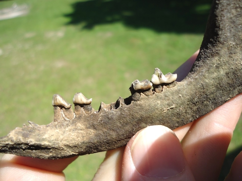 Large image 3 Very Nice Opossum Mandible with Four Teeth