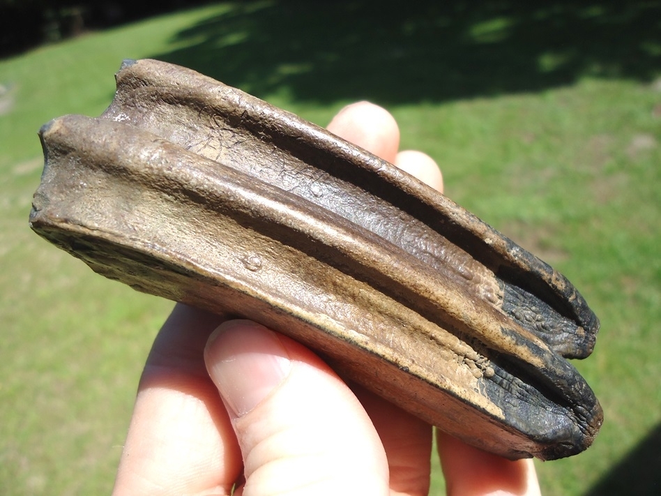 Large image 1 World Class Horse Upper Molar