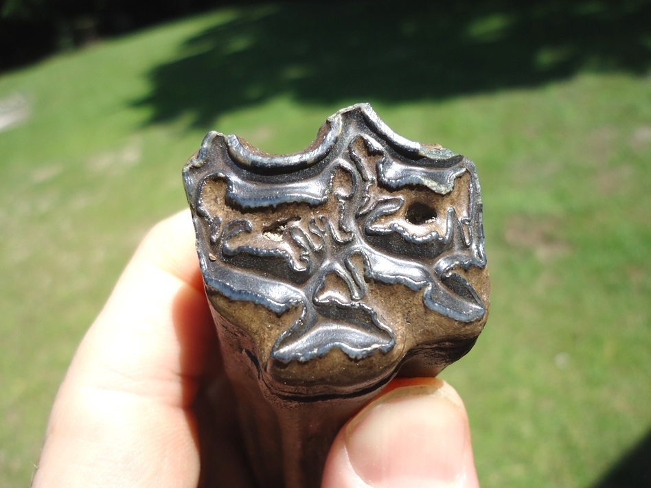 Large image 2 World Class Horse Upper Molar