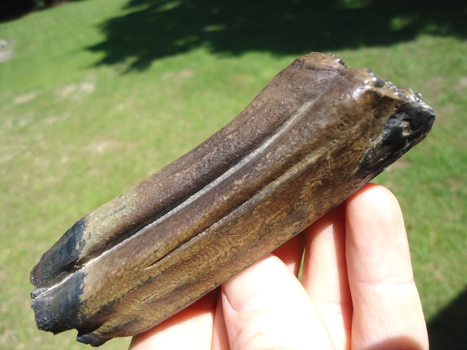 Large image 3 World Class Horse Upper Molar