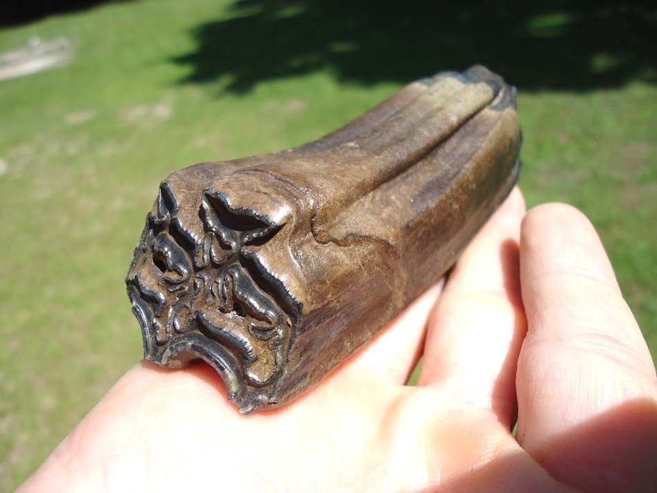 Large image 4 World Class Horse Upper Molar