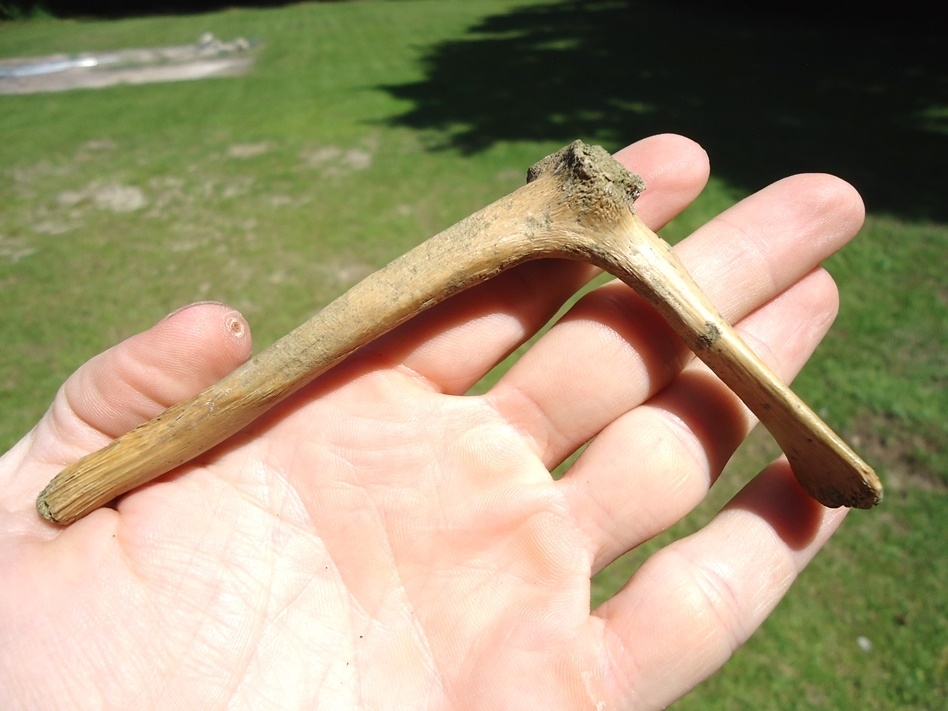 Large image 4 Extra Large Turtle Scapula