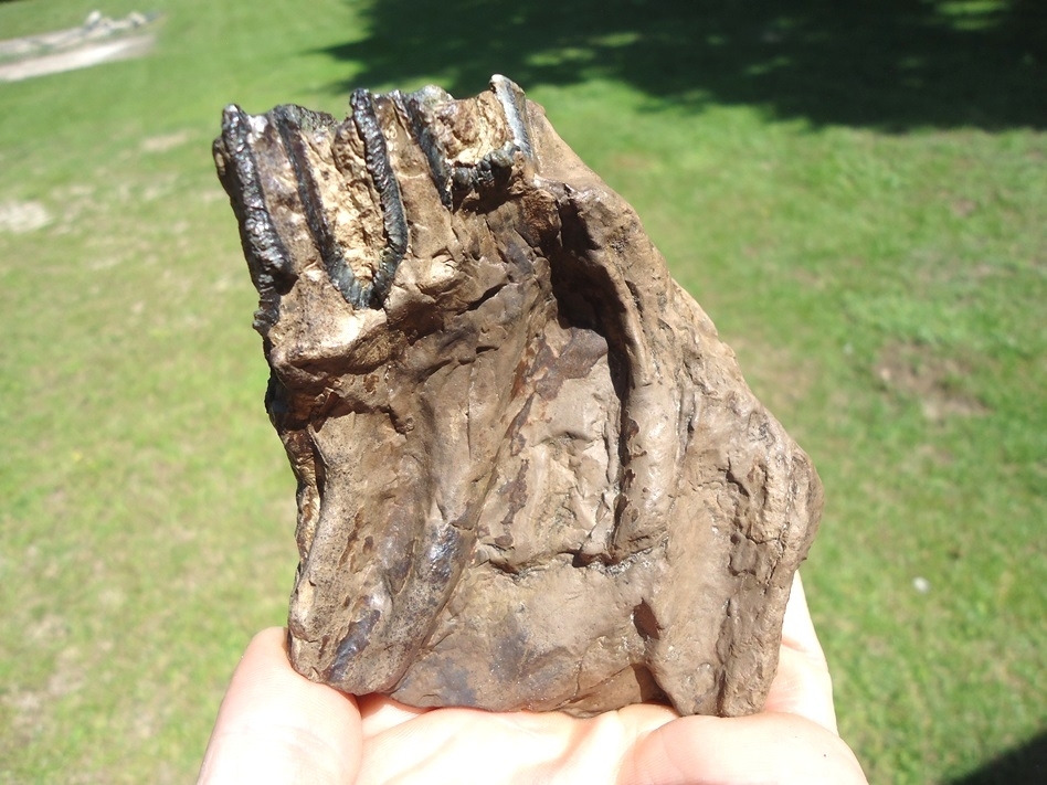 Large image 1 Bargain Partial Mammoth Tooth