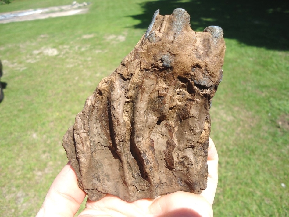 Large image 2 Bargain Partial Mammoth Tooth