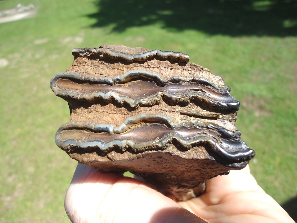 Large image 3 Bargain Partial Mammoth Tooth