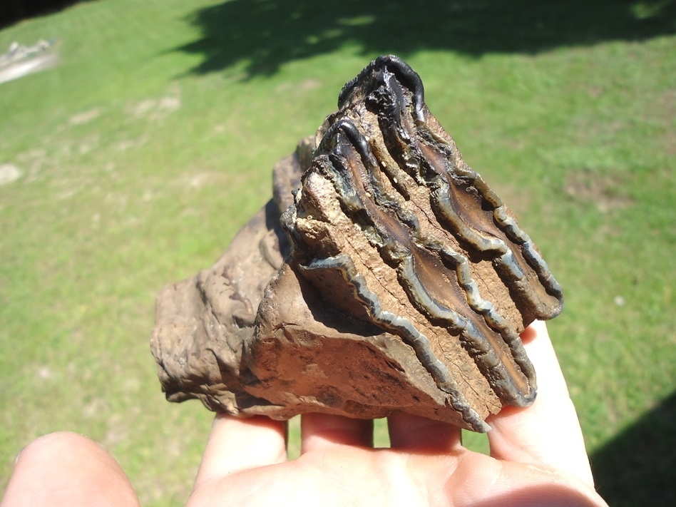 Large image 4 Bargain Partial Mammoth Tooth