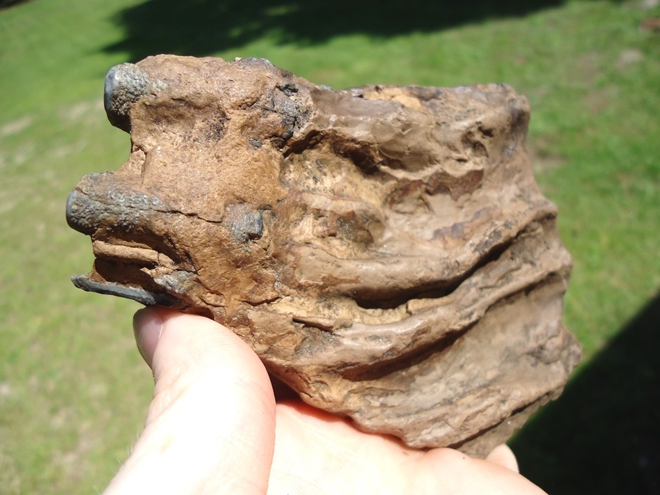 Large image 5 Bargain Partial Mammoth Tooth