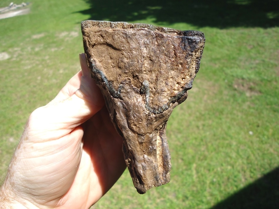 Large image 6 Bargain Partial Mammoth Tooth