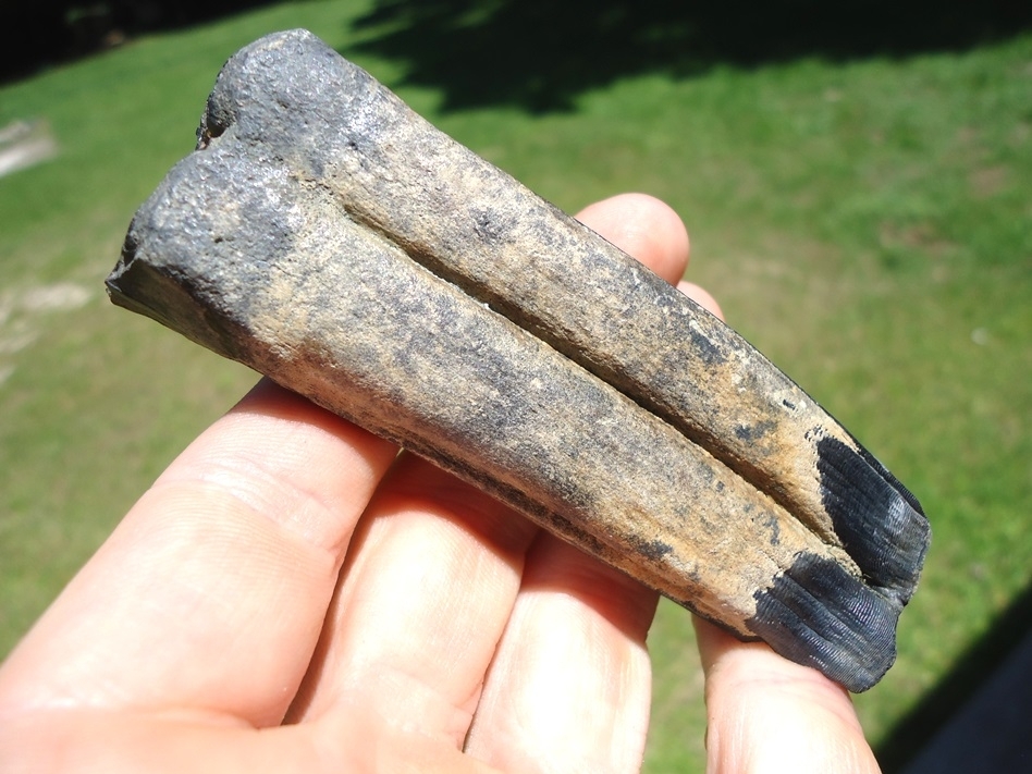 Large image 2 High Quality Lower Horse Molar