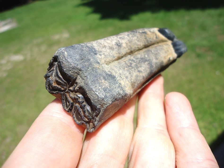 Large image 3 High Quality Lower Horse Molar